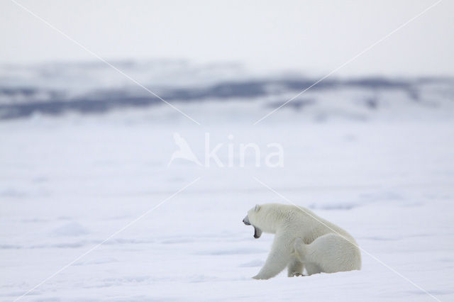 Polar bear (Ursus maritimus)