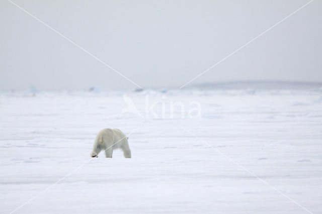 Polar bear (Ursus maritimus)