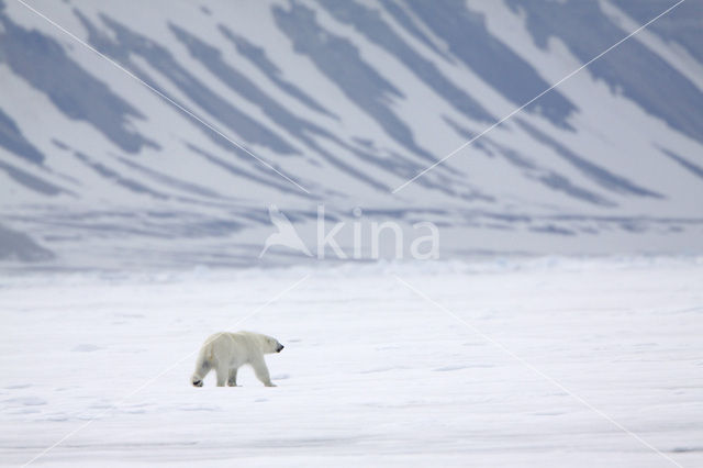 Polar bear (Ursus maritimus)