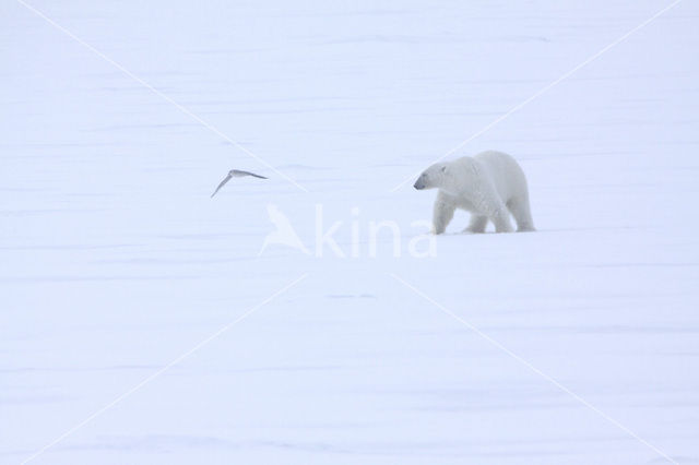 Polar bear (Ursus maritimus)