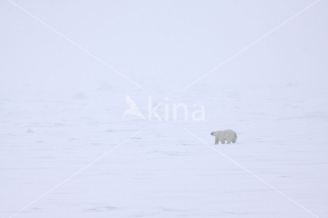 Polar bear (Ursus maritimus)