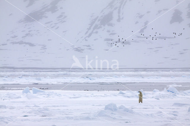 Polar bear (Ursus maritimus)