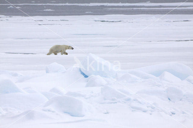 Polar bear (Ursus maritimus)