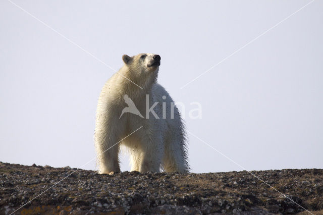 Polar bear (Ursus maritimus)