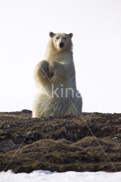 Polar bear (Ursus maritimus)