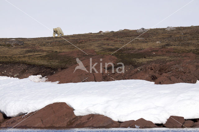 Polar bear (Ursus maritimus)