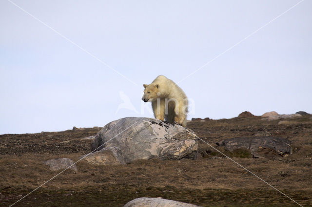 Polar bear (Ursus maritimus)