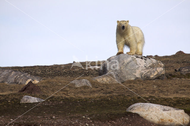 Polar bear (Ursus maritimus)