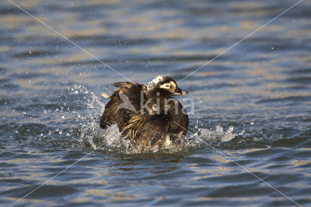 Long-tailed Duck