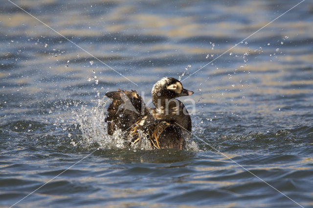 Long-tailed Duck