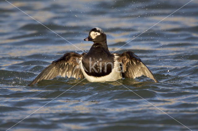 Long-tailed Duck