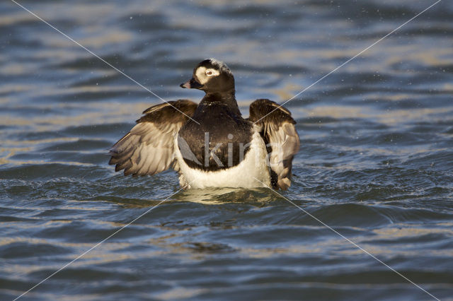 Long-tailed Duck