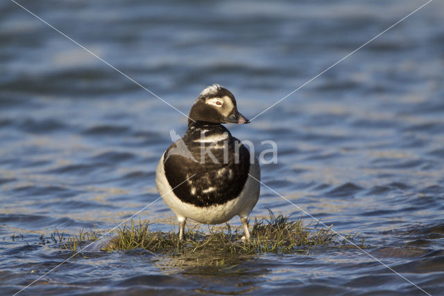 Long-tailed Duck