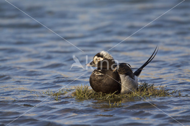 Long-tailed Duck