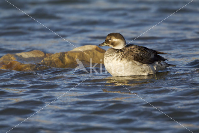 Long-tailed Duck