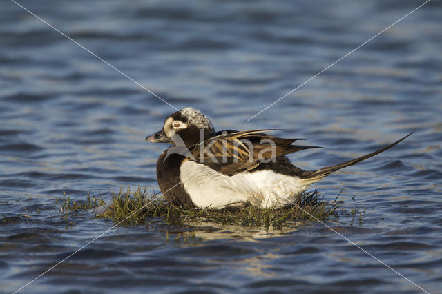 Long-tailed Duck