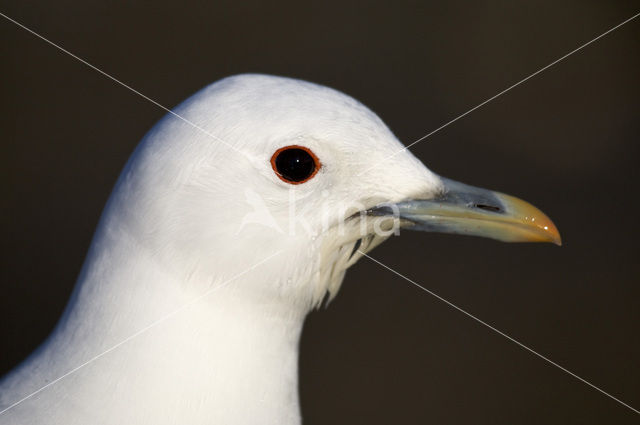 Ivory Gull (Pagophila eburnea)