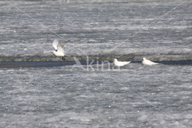 Ivory Gull (Pagophila eburnea)