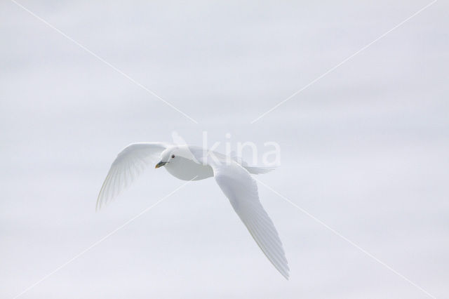 Ivory Gull (Pagophila eburnea)