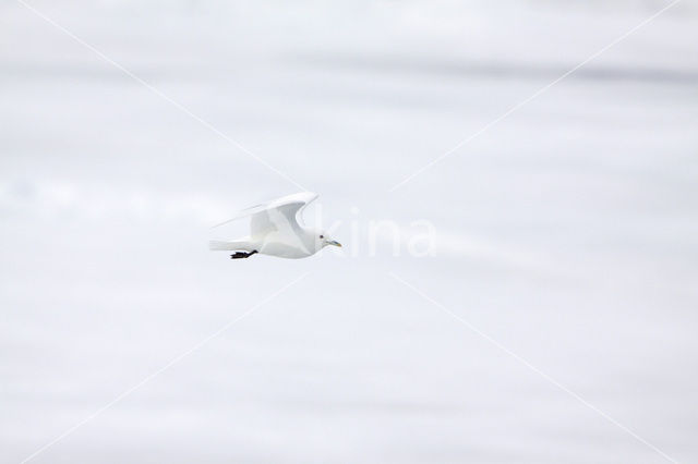 Ivory Gull (Pagophila eburnea)