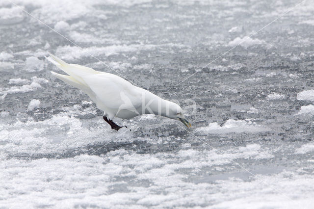 Ivory Gull (Pagophila eburnea)