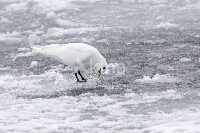 Ivory Gull (Pagophila eburnea)