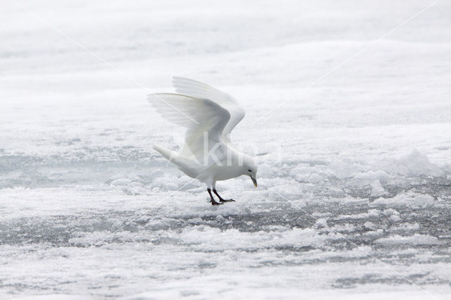 Ivory Gull (Pagophila eburnea)