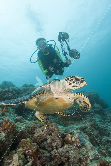 Hawksbill Turtle (Eretmochelys imbricata)