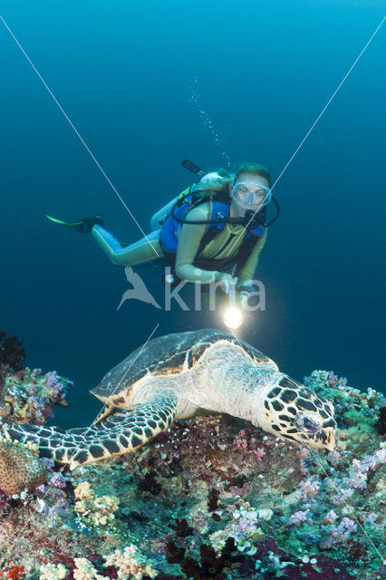 Hawksbill Turtle (Eretmochelys imbricata)