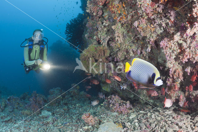 Emperor Angelfish (Pomacanthus imperator)