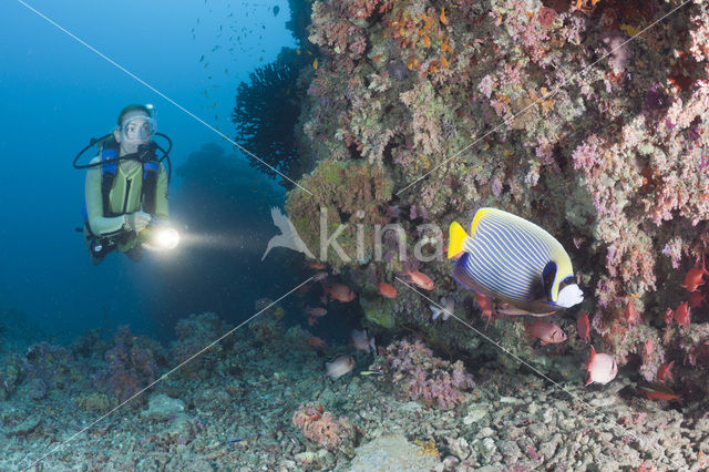 Emperor Angelfish (Pomacanthus imperator)