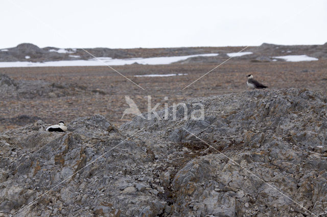 Parasitic Jaeger (Stercorarius parasiticus)