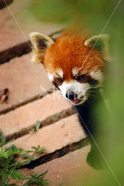 Red Panda (Ailurus fulgens)