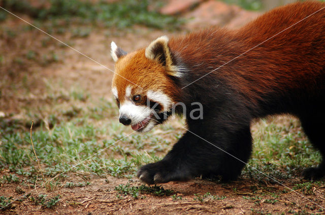 Kleine panda (Ailurus fulgens)