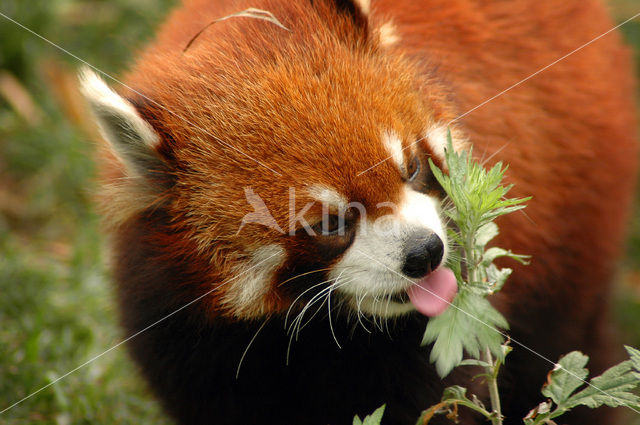 Red Panda (Ailurus fulgens)