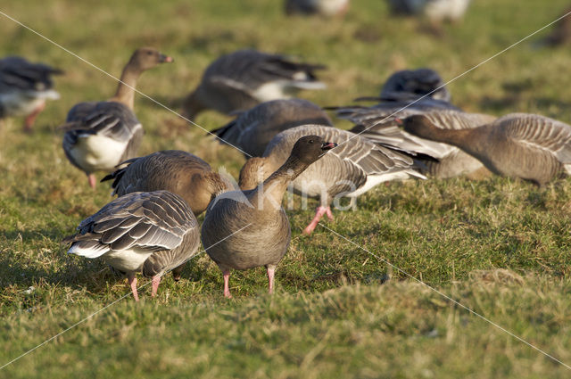Pink-footed Goose (Anser brachyrhynchus)