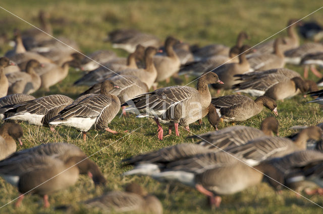 Pink-footed Goose (Anser brachyrhynchus)