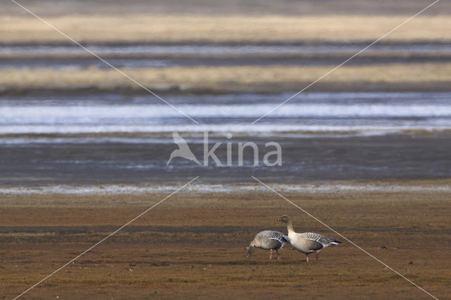 Pink-footed Goose (Anser brachyrhynchus)