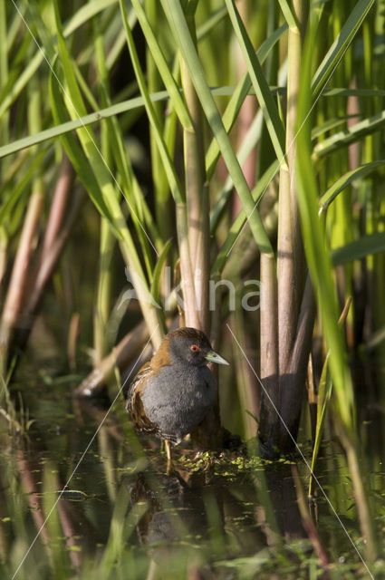 Kleinst Waterhoen (Porzana pusilla)