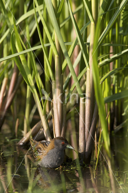 Kleinst Waterhoen (Porzana pusilla)