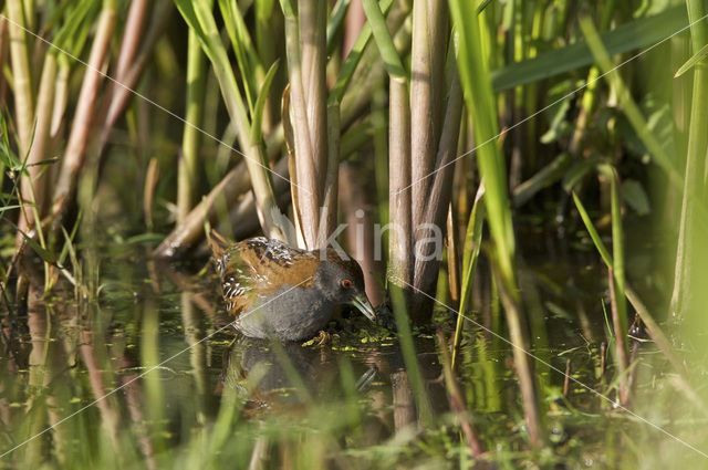 Kleinst Waterhoen (Porzana pusilla)