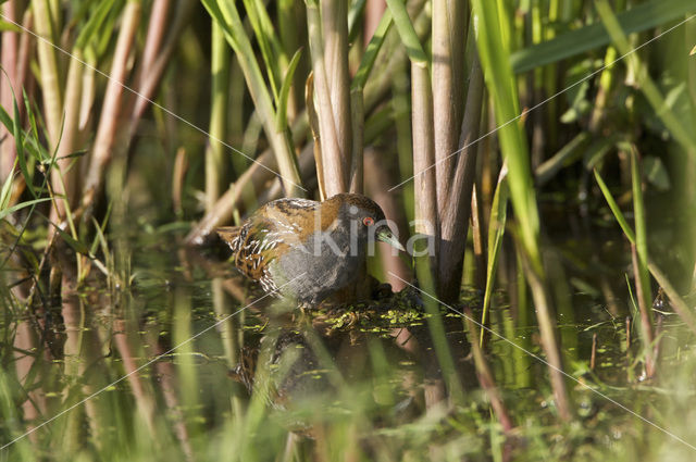 Kleinst Waterhoen (Porzana pusilla)