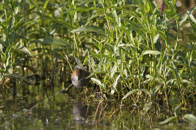 Kleinst Waterhoen (Porzana pusilla)