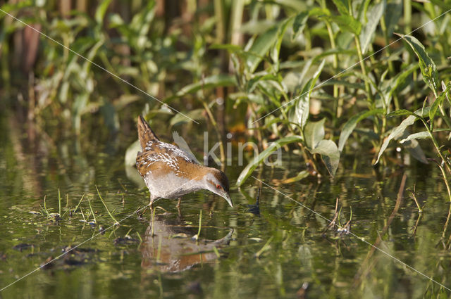 Kleinst Waterhoen (Porzana pusilla)