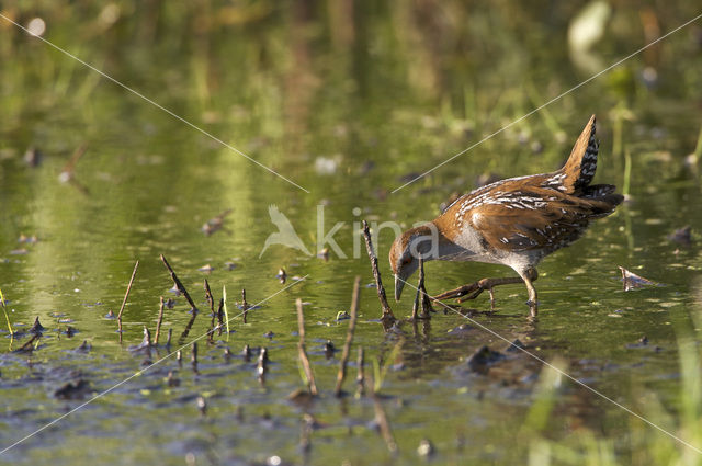 Kleinst Waterhoen (Porzana pusilla)