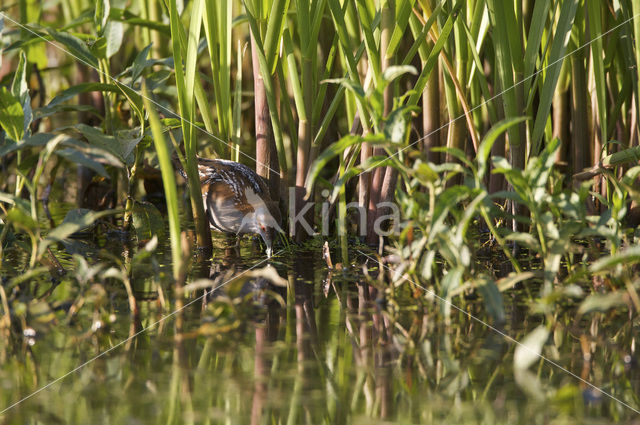 Kleinst Waterhoen (Porzana pusilla)