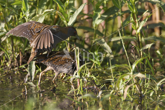 Baillon’s Crake (Porzana pusilla)