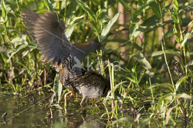 Kleinst Waterhoen (Porzana pusilla)