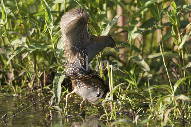 Kleinst Waterhoen (Porzana pusilla)