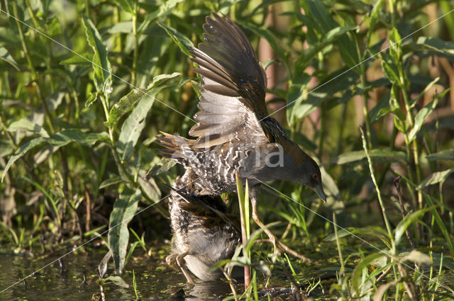 Kleinst Waterhoen (Porzana pusilla)